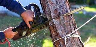 Best Lawn Maintenance Plans  in Yakima, WA