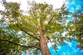 Best Lawn Maintenance Plans  in Yakima, WA