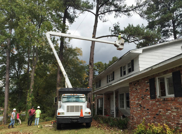 How Our Tree Care Process Works  in  Yakima, WA