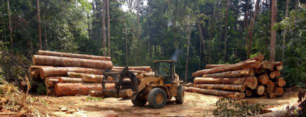 Reliable Yakima, WA Tree Care Solutions