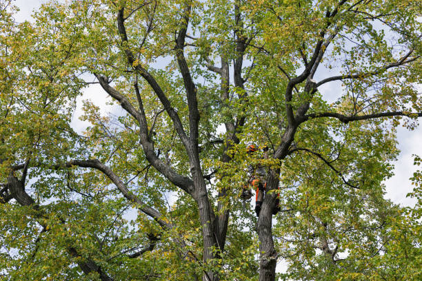 Best Tree Risk Assessment  in Yakima, WA
